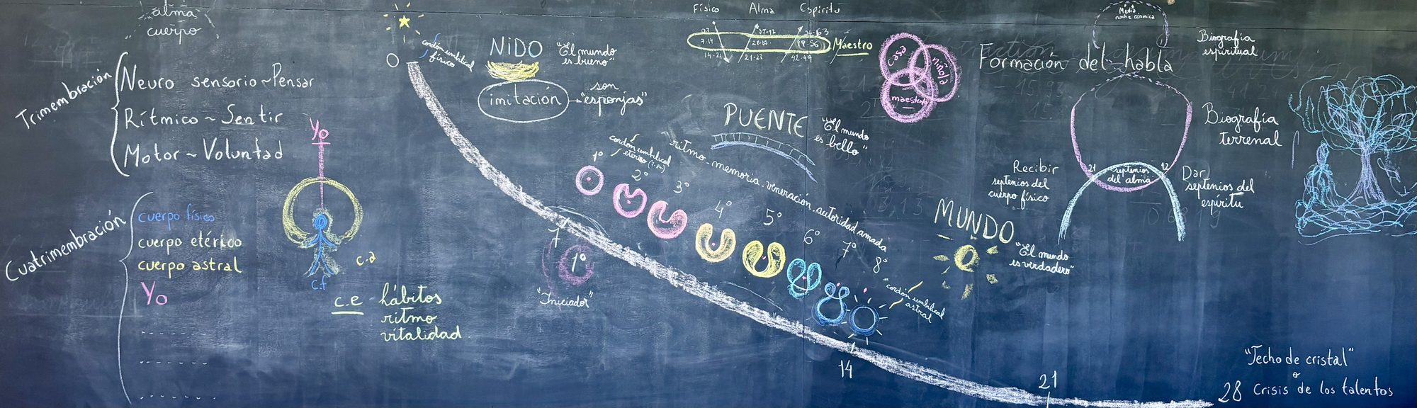 Pizarrón con la curva biográfica, los septenios y la cuatrimembración dibujados con tiza de colores